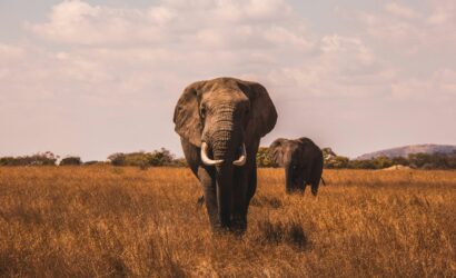 elephants
