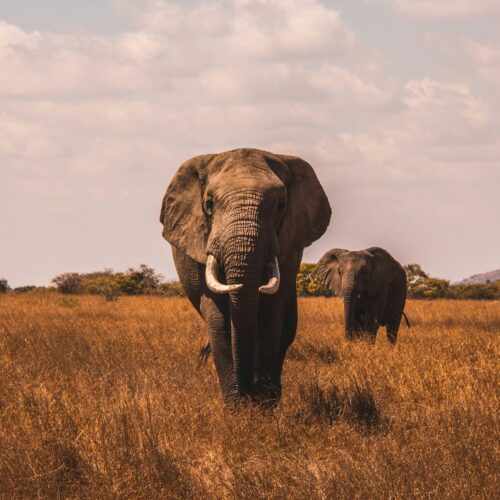 elephants