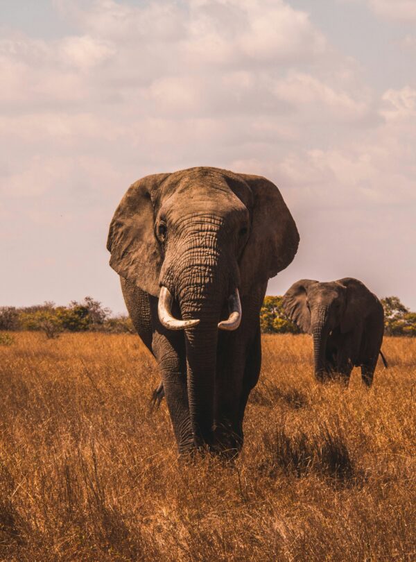 elephants