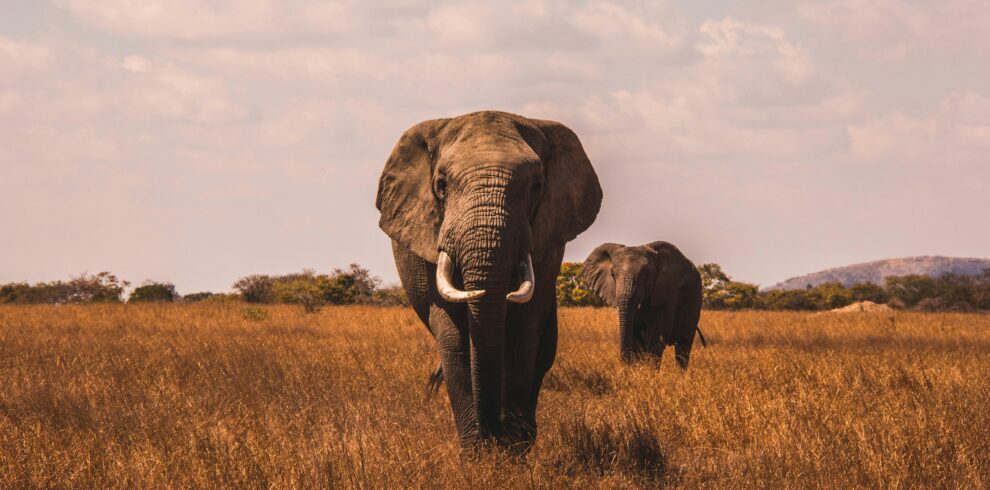 elephants