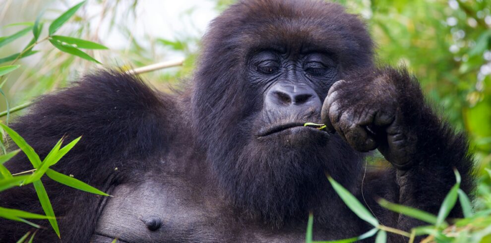 Gorilla trek