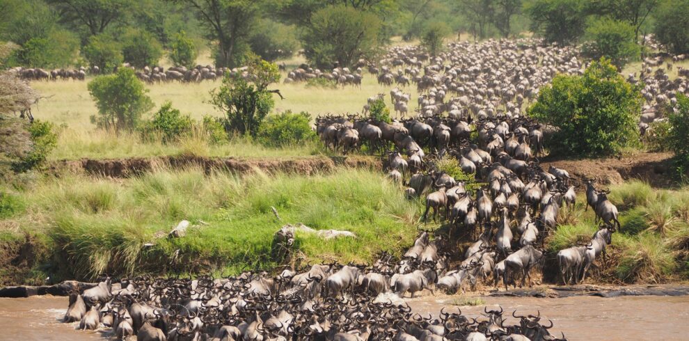 Serengeti